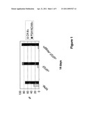 MOTOR NEURONS DEVELOPED FROM STEM CELLS diagram and image