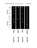 MOTOR NEURONS DEVELOPED FROM STEM CELLS diagram and image