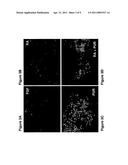 MOTOR NEURONS DEVELOPED FROM STEM CELLS diagram and image