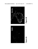 MOTOR NEURONS DEVELOPED FROM STEM CELLS diagram and image