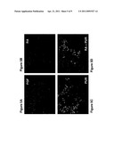 MOTOR NEURONS DEVELOPED FROM STEM CELLS diagram and image