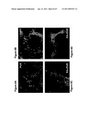 MOTOR NEURONS DEVELOPED FROM STEM CELLS diagram and image