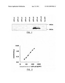 MONOCLONAL ANTIBODY SPECIFIC TO BOTH HUMAN INTERFERON-ALPHA SUBTYPE ALPHA 8 AND ITS MUTANT PROTEINS diagram and image