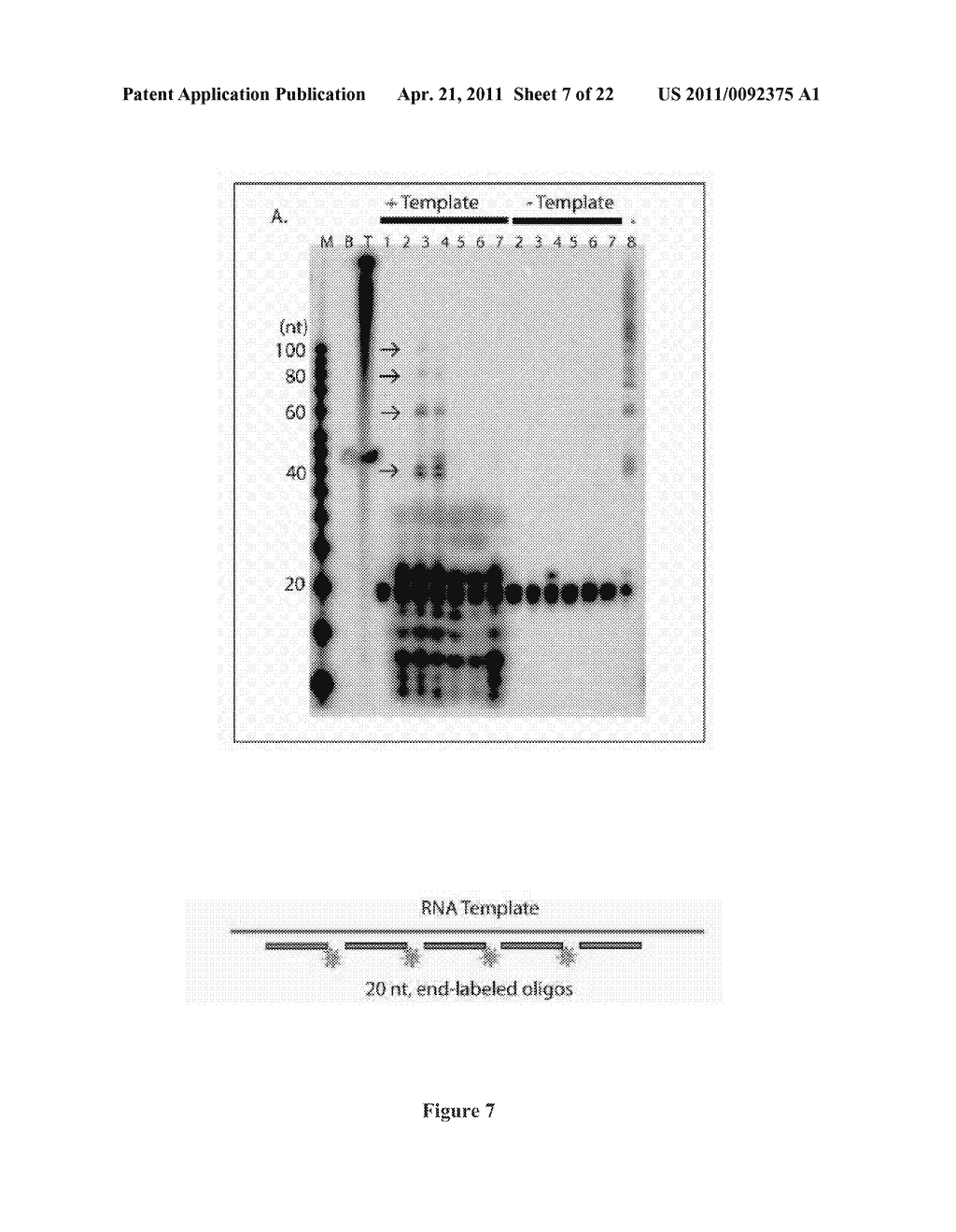 Deducing Exon Connectivity by RNA-Templated DNA Ligation/Sequencing - diagram, schematic, and image 08