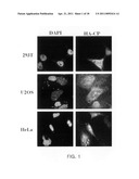 COMPOSITION FOR TREATING VIRUS INFECTION DISEASE COMPRISING JAB1 diagram and image