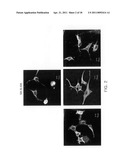 COMPOSITION FOR TREATING VIRUS INFECTION DISEASE COMPRISING JAB1 diagram and image