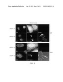 COMPOSITION FOR TREATING VIRUS INFECTION DISEASE COMPRISING JAB1 diagram and image