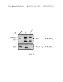 COMPOSITION FOR TREATING VIRUS INFECTION DISEASE COMPRISING JAB1 diagram and image