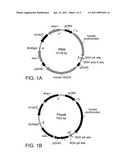 COMPOSITIONS AND METHODS FOR PRODUCING GAMMA-CARBOXYLATED PROTEINS diagram and image