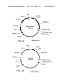 COMPOSITIONS AND METHODS FOR PRODUCING GAMMA-CARBOXYLATED PROTEINS diagram and image