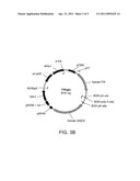 COMPOSITIONS AND METHODS FOR PRODUCING GAMMA-CARBOXYLATED PROTEINS diagram and image