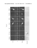 CELL-PERMEABLE ENDOSTATIN RECOMBINANT PROTEIN, A POLYNUCLEOTIDE ENCODING THE SAME, AND AN ANTI-CANCER PREPARATION CONTAINING THE SAME AS AN ACTIVE COMPONENT diagram and image