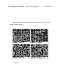 Driectly Compressible High Functionality Granular Microcrystalline Cellulose Based Excipient, Manufacturing Process and Use Thereof diagram and image