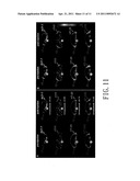 NANOPARTICLE AND MAGNETIC RESONANCE IMAGING CONTRAST AGENT diagram and image