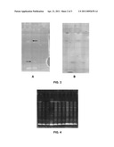 SINGLE-LABELLING AGENTS BASED ON VINYL SULPHONE diagram and image