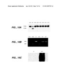 Modulation of T cell Differentiation for the treatment of T helper cell mediated diseases diagram and image