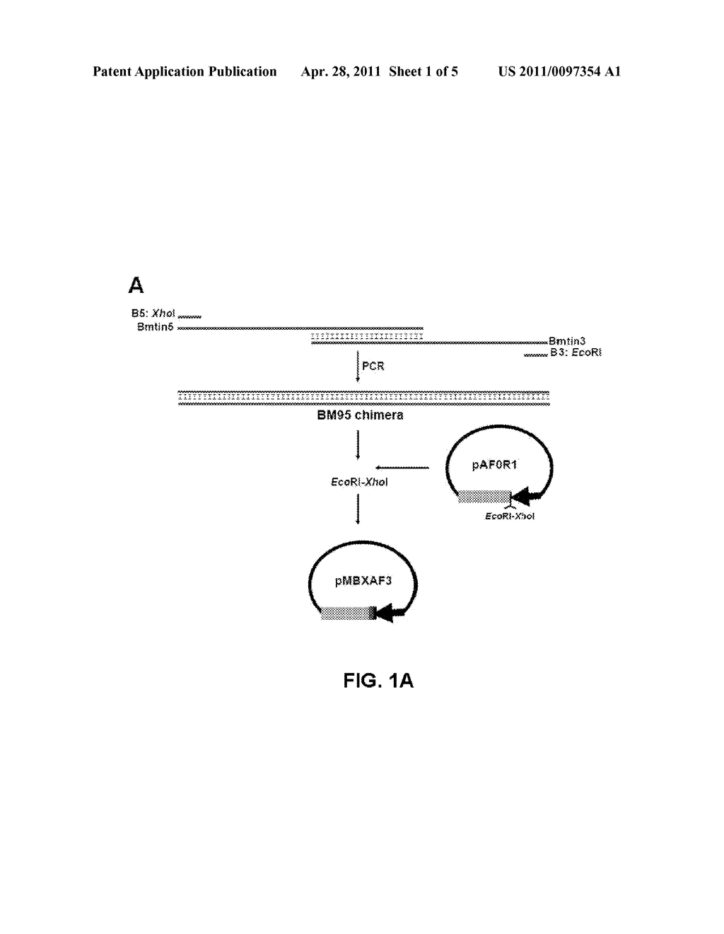 SYSTEM FOR THE EXPRESSION OF PEPTIDES ON THE BACTERIAL SURFACE - diagram, schematic, and image 02