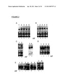 BIOCONJUGATES MADE FROM RECOMBINANT N-GLYCOSYLATED PROTEINS FROM PROCARYOTIC CELLS diagram and image