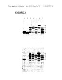 BIOCONJUGATES MADE FROM RECOMBINANT N-GLYCOSYLATED PROTEINS FROM PROCARYOTIC CELLS diagram and image