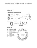 BIOCONJUGATES MADE FROM RECOMBINANT N-GLYCOSYLATED PROTEINS FROM PROCARYOTIC CELLS diagram and image