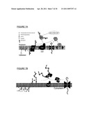 BIOCONJUGATES MADE FROM RECOMBINANT N-GLYCOSYLATED PROTEINS FROM PROCARYOTIC CELLS diagram and image