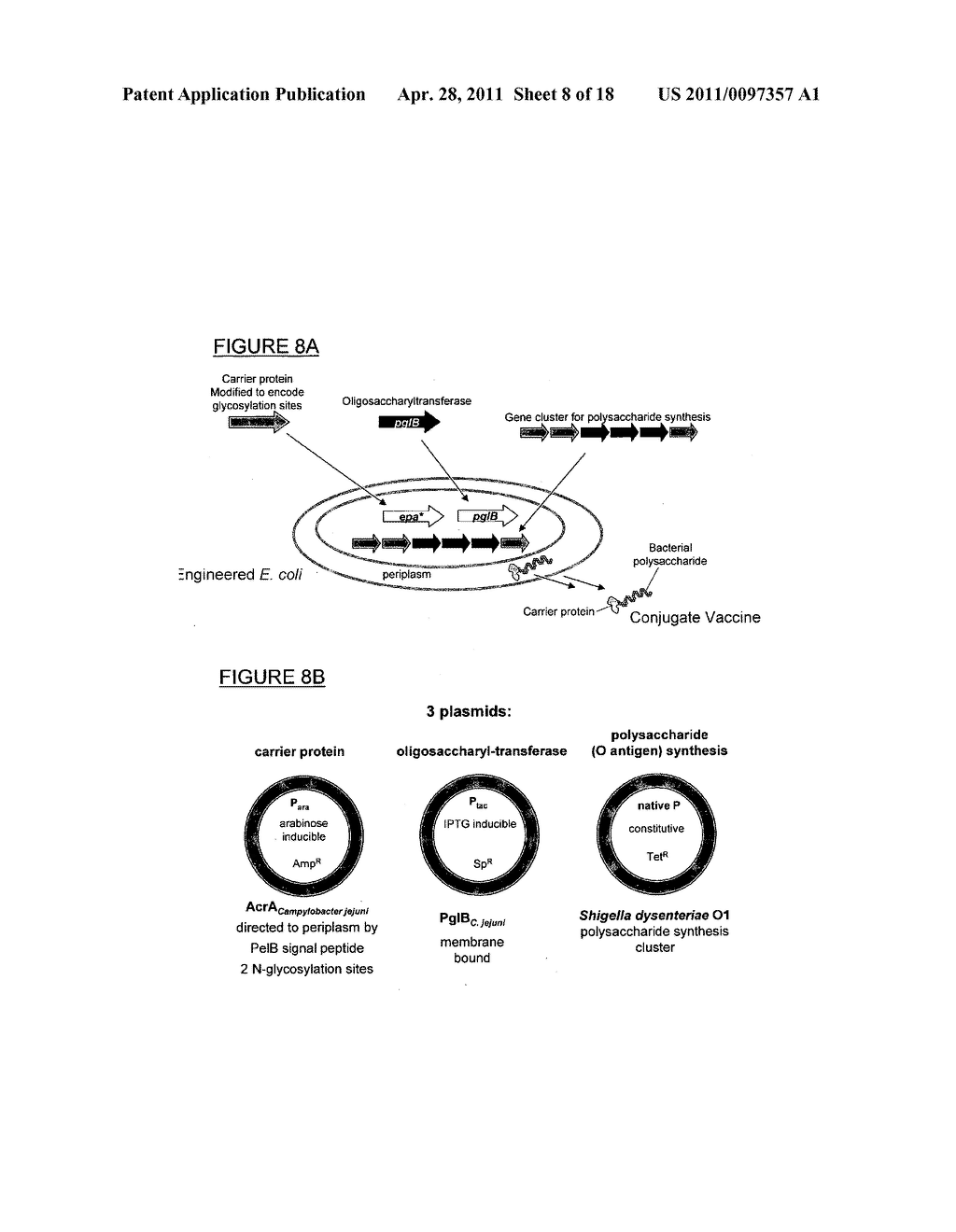 BIOCONJUGATES MADE FROM RECOMBINANT N-GLYCOSYLATED PROTEINS FROM PROCARYOTIC CELLS - diagram, schematic, and image 09