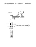 BIOCONJUGATES MADE FROM RECOMBINANT N-GLYCOSYLATED PROTEINS FROM PROCARYOTIC CELLS diagram and image