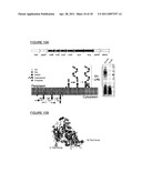 BIOCONJUGATES MADE FROM RECOMBINANT N-GLYCOSYLATED PROTEINS FROM PROCARYOTIC CELLS diagram and image