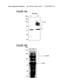 BIOCONJUGATES MADE FROM RECOMBINANT N-GLYCOSYLATED PROTEINS FROM PROCARYOTIC CELLS diagram and image