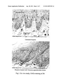 Use of vernonia extract diagram and image