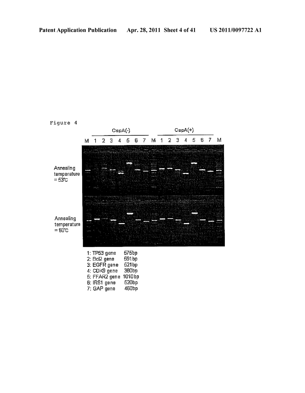 Cold Shock Protein Compositions and Methods and Kits for the Use Thereof - diagram, schematic, and image 05