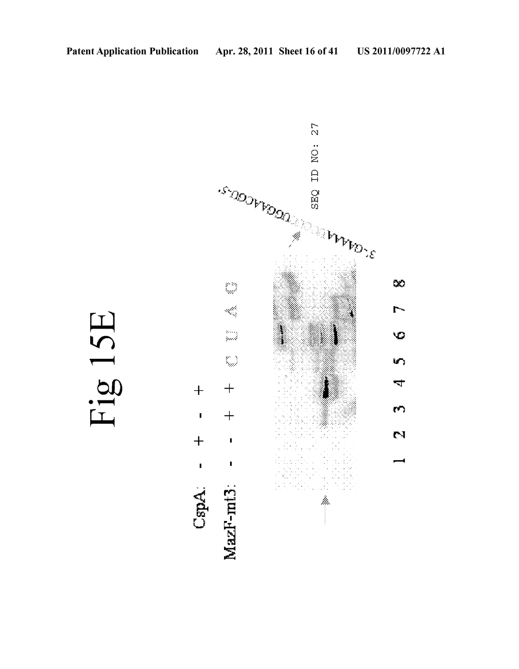 Cold Shock Protein Compositions and Methods and Kits for the Use Thereof - diagram, schematic, and image 17