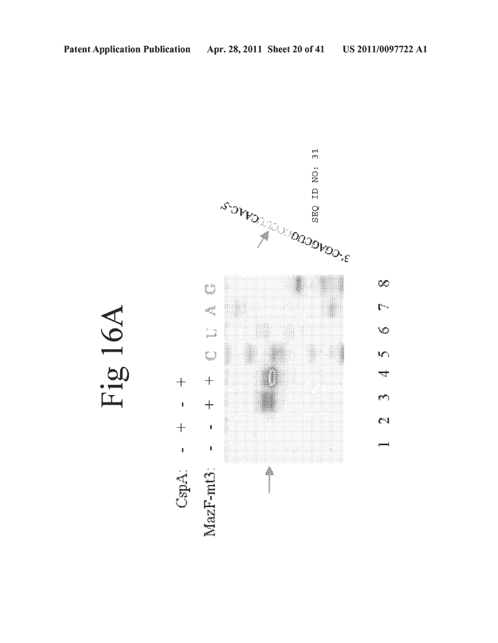 Cold Shock Protein Compositions and Methods and Kits for the Use Thereof - diagram, schematic, and image 21