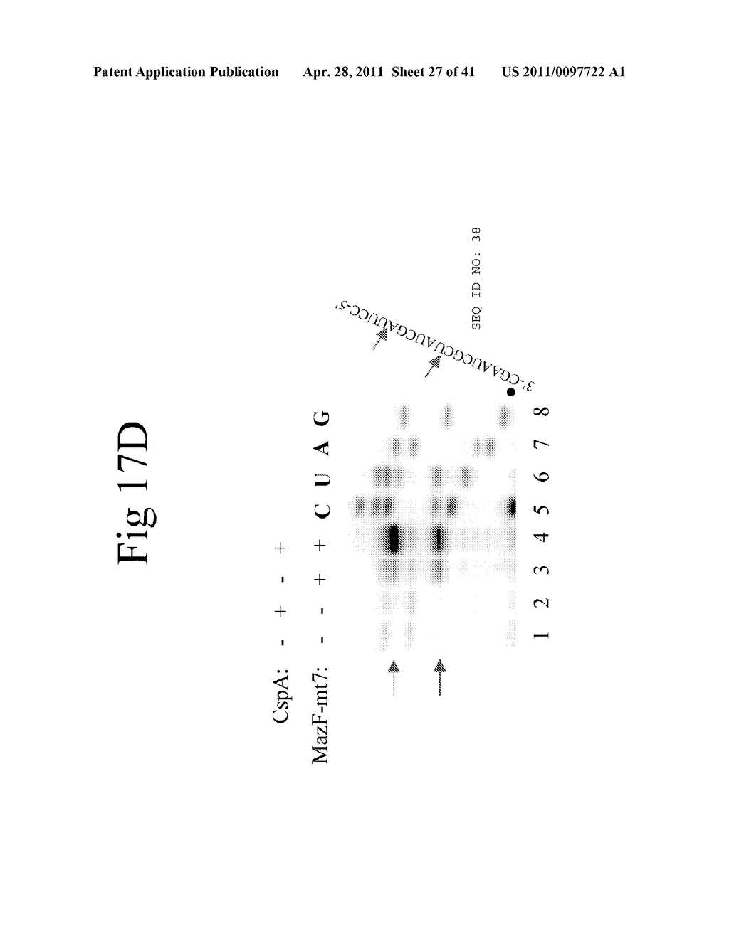 Cold Shock Protein Compositions and Methods and Kits for the Use Thereof - diagram, schematic, and image 28