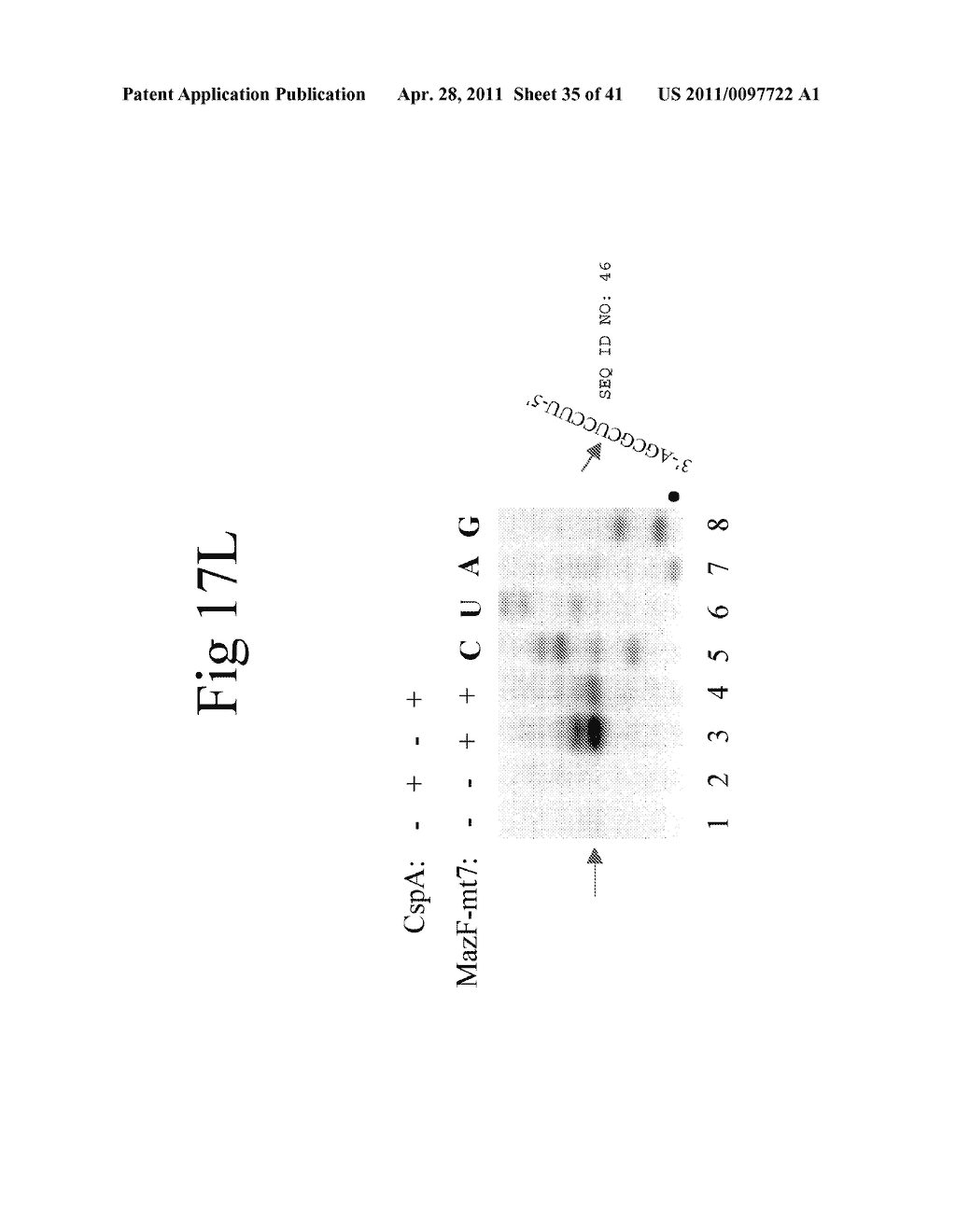 Cold Shock Protein Compositions and Methods and Kits for the Use Thereof - diagram, schematic, and image 36