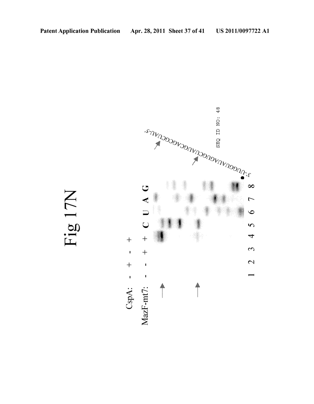 Cold Shock Protein Compositions and Methods and Kits for the Use Thereof - diagram, schematic, and image 38