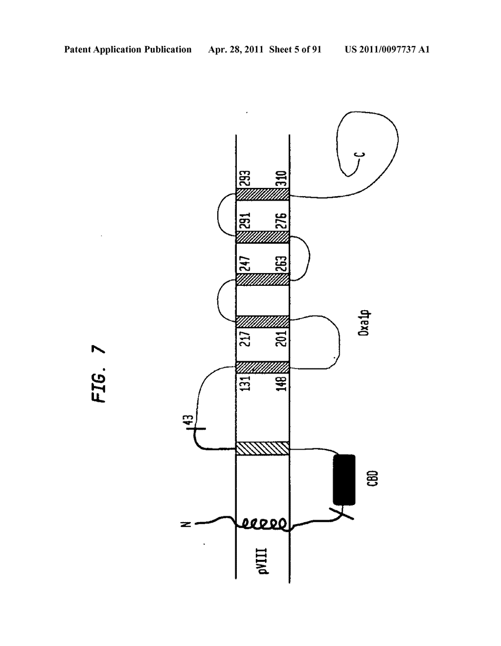 Methods and Compositions for Targeting Proteins of Interest to the Host Cell Envelope - diagram, schematic, and image 06