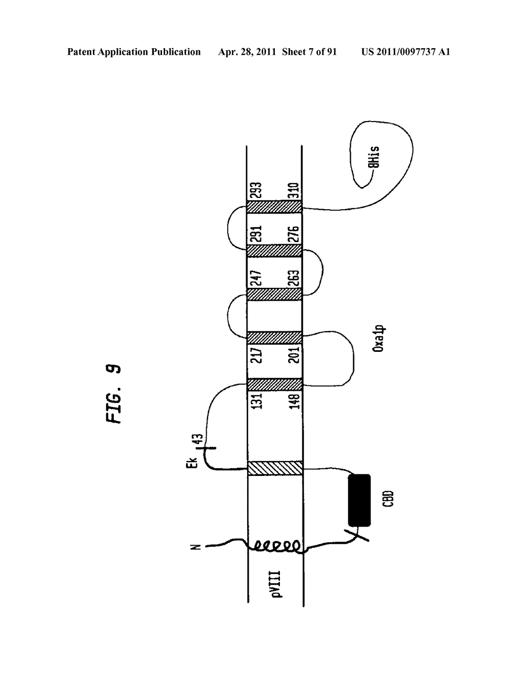 Methods and Compositions for Targeting Proteins of Interest to the Host Cell Envelope - diagram, schematic, and image 08