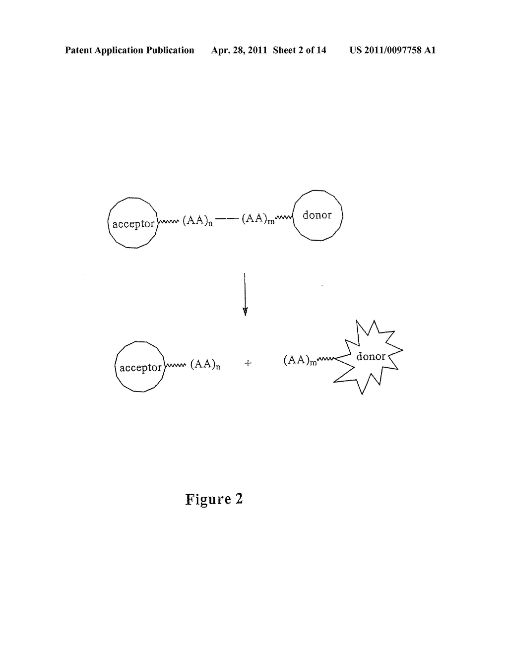 Peptide Conjugates and Fluorescence Detection Methods for Intracellular Caspase Assay - diagram, schematic, and image 03