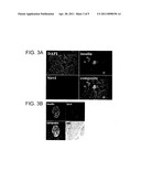 SIRT4 ACTIVITIES diagram and image