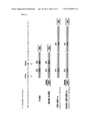 Method for Specific Covalent Coupling of Antibody Using a Photoactivable Protein G Variant diagram and image