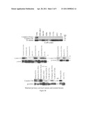 Methods and Compositions for Diagnosing and Treating Cervical Intraepithelial Neoplasia and Cervical Cancer diagram and image