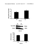 Uses of tetrahydrobiopterin, sepiapterin and derivatives thereof diagram and image