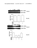 Uses of tetrahydrobiopterin, sepiapterin and derivatives thereof diagram and image