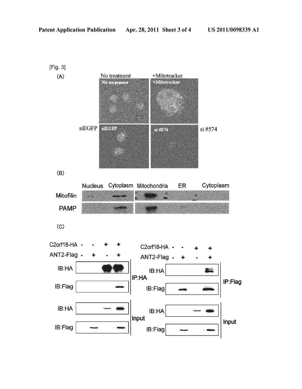 C2ORF18 AS TARGET GENE FOR CANCER THERAPY AND DIAGNOSIS - diagram, schematic, and image 04