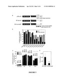 NUCLEIC ACID MOLECULE AND METHOD OF TARGETING GENE EXPRESSION TO GLIOMAS diagram and image