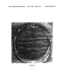 SULFONATED POLY 2-(PHENYL ETHYL) SILOXANE POLYMER ELECTROLYTE MEMBRANES diagram and image