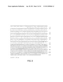 SiRNA Useful to Suppress expression of eIF-5A1 diagram and image