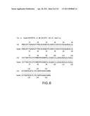 SiRNA Useful to Suppress expression of eIF-5A1 diagram and image