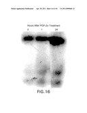 SiRNA Useful to Suppress expression of eIF-5A1 diagram and image